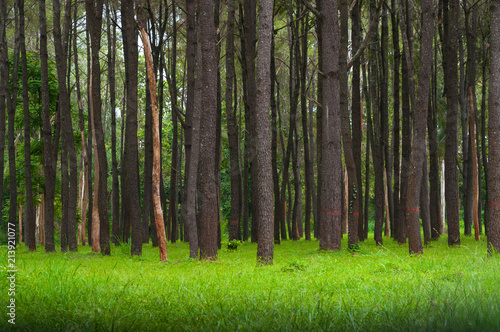 Pine trees, tall green trunks,Beautiful Pine trees and green grass for nature background