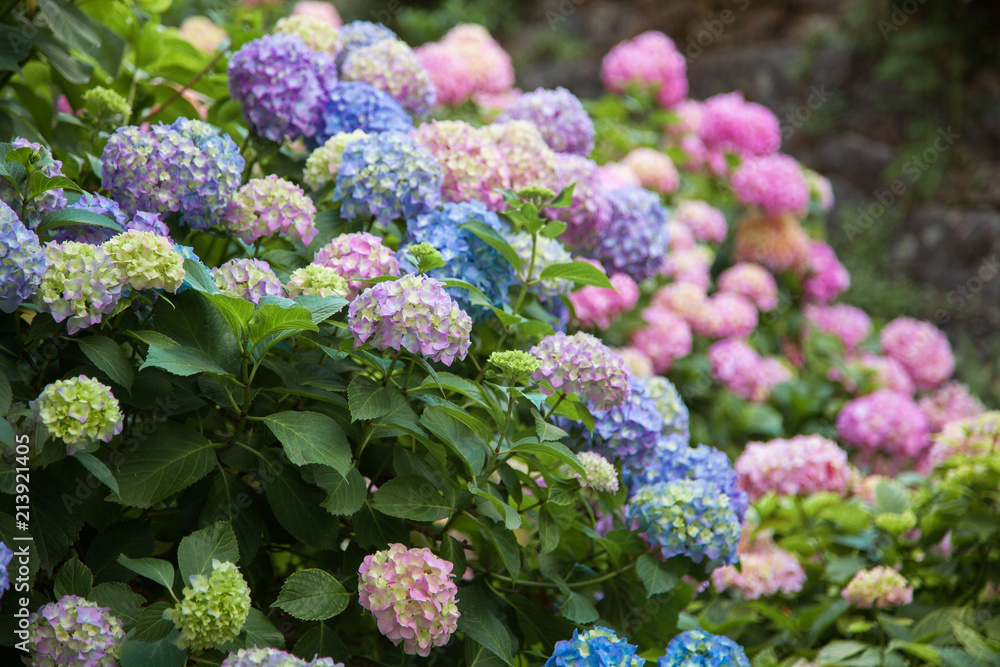 Hydrangea is pink, blue, lilac, violet, purple flowers are blooming in spring and summer at sunset in town garden. Hydrangea is pink, blue, lilac, violet, purple flowers are blooming in spring and summer at sunset in town garden.
