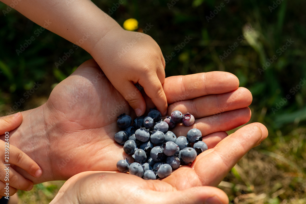 Hand von Kleinkind greift nach Blaubereren, die in den Händen eines Erwachsenen liegen Hand von Kleinkind greift nach Blaubereren, die in den Händen eines Erwachsenen liegen