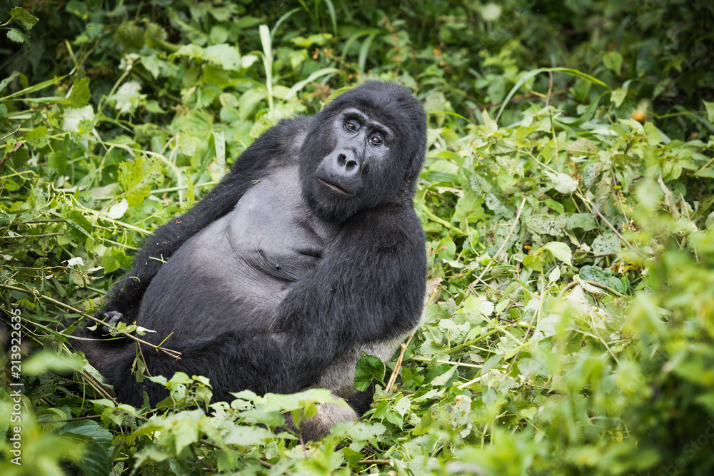 Obraz premium Mountain gorilla silverback looks towards camera while resting in rich vegetation in Bwindi Impenetrable National Park in Uganda