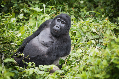 Mountain gorilla silverback looks towards camera while resting in rich vegetation in Bwindi Impenetrable National Park in Uganda © Ivana Tačíková