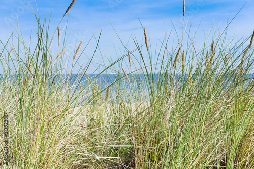 Dune with beach grass in the foreground.