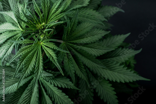 marijuana plant background
