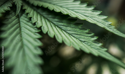 leaves of cannabis marijuana plant