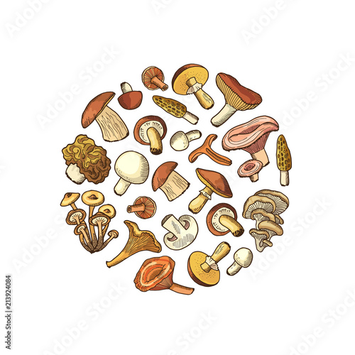 Vector hand drawn mushrooms in circle shape illustration