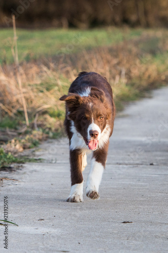 Border collie dog walking in belgium