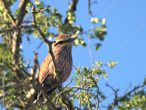 Purple Roller photo