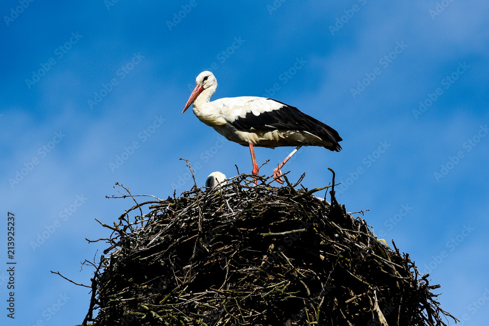 Fototapeta premium A stork standing in a nest on a beautiful sunny day. Poland.
