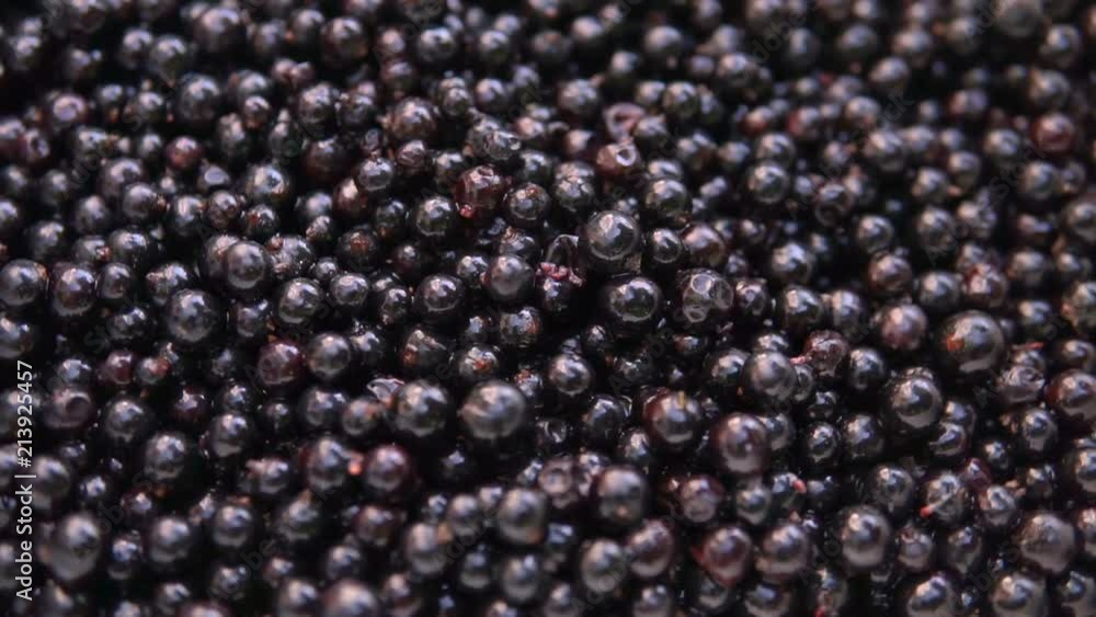 Fresh, ripe currant rotate, wild berry. Fresh blackcurrants in bowl. Fresh, ripe currant rotate, wild berry. Fresh blackcurrants in bowl.