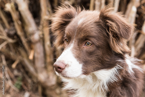 Border collie dog walking in belgium