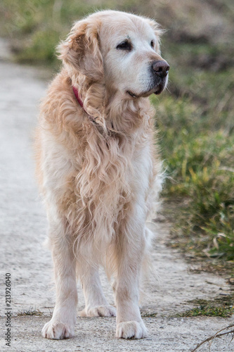 Portrait d'un chien de type golden retrievers en belgique © Eric