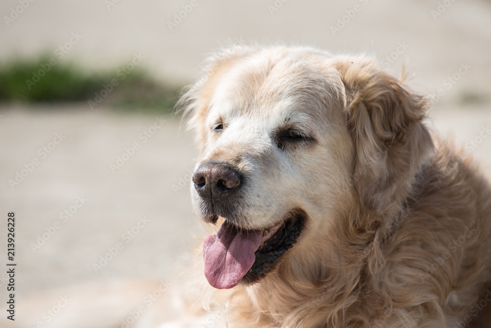 Portrait d'un chien de type golden retrievers en belgique - obrazy, fototapety, plakaty 