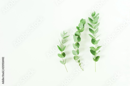 eucalyptus branches on white background. Flat lay, top view. copy space