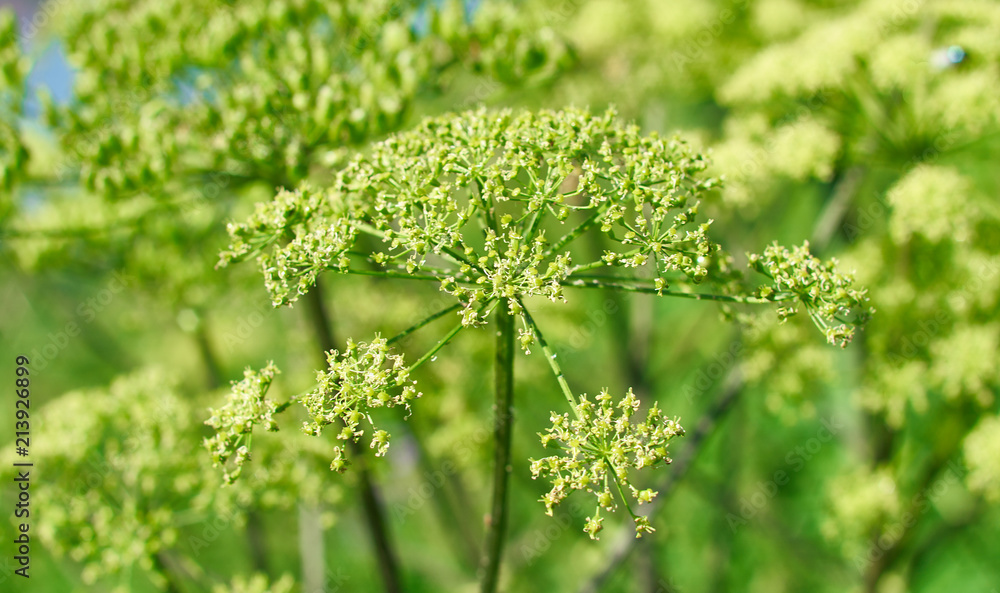 Angelica plan, umbelliferae bloom Angelica plan, umbelliferae bloom