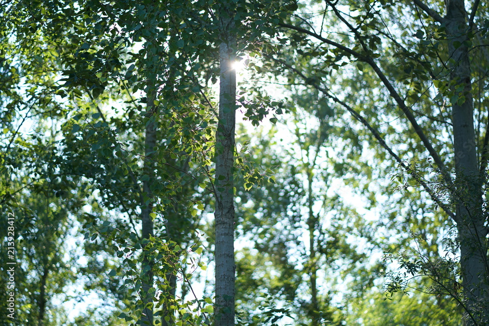 Fototapeta premium Natur Fotos