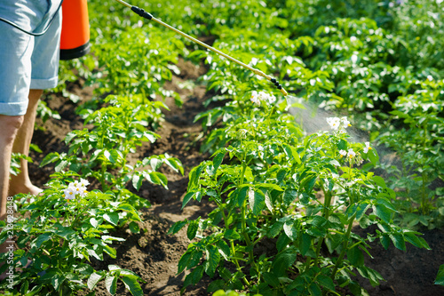 A man treats and sprays potato tops from a Colorado potato beetle on a Sunny morning
