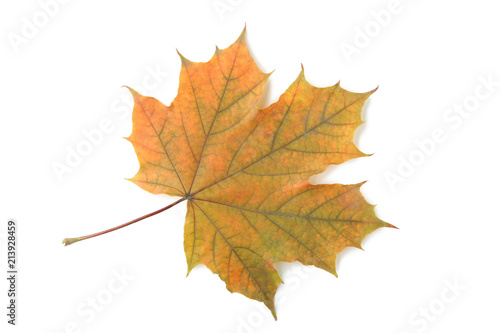 Dry maple leaf isolated on a white background