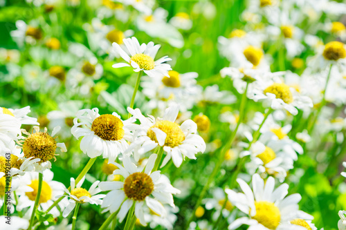 Field of blooming garden daisies close-up  floral background in summer Sunny day