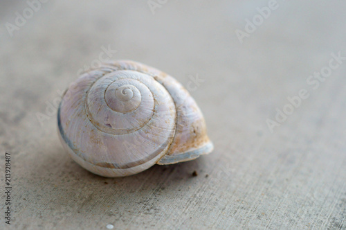 a small snail shell