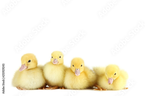 Little yellow ducklings on white background