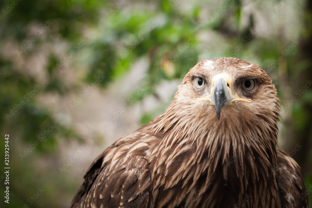 Close-up portrait of golden eagle Close-up portrait of golden eagle