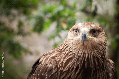Close-up portrait of golden eagle