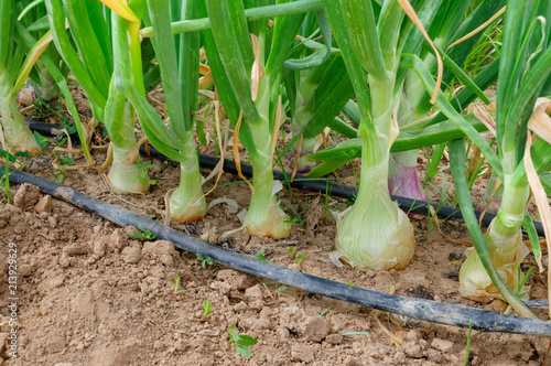 onions in the orchard with irrigation hoses