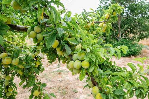 plums still a little green for harvesting in orchard