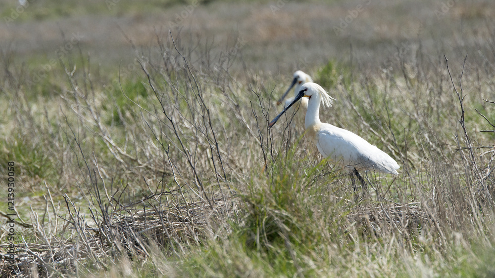 Euroasian Spoonbill platalea leucorodia in breeding area. Euroasian Spoonbill platalea leucorodia in breeding area.
