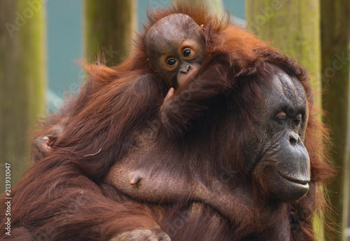 Mum and Baby Orangatan