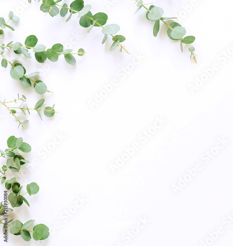 green eucalyptus branches on white background. Flat lay, top view. copy space