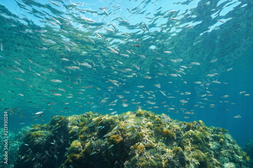 A school of bogue fish  Boops boops  underwater in the Mediterranean sea  La Isleta del Moro  Cabo de Gata-N  jar natural park  Almeria  Andalusia  Spain