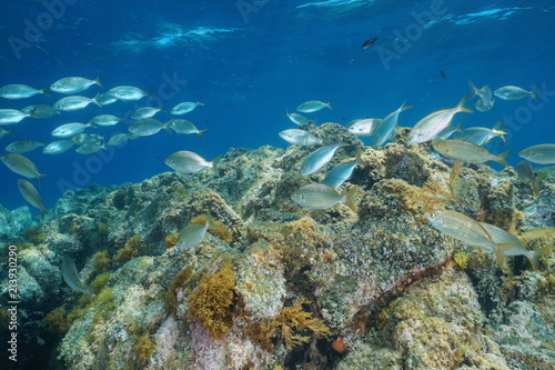 A school of fish (dreamfish Sarpa salpa) with rock underwater in the Mediterranean sea, Cabo de Gata-Níjar natural park, Almeria, Andalusia, Spain