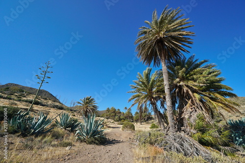 Path with palms and agaves near the village La Isleta del Moro in the Cabo de Gata-Níjar natural park, Almeria, Andalusia, Spain