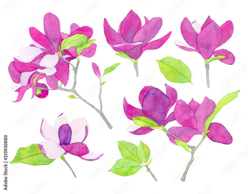 Set of watercolor magnolia flower llustration
