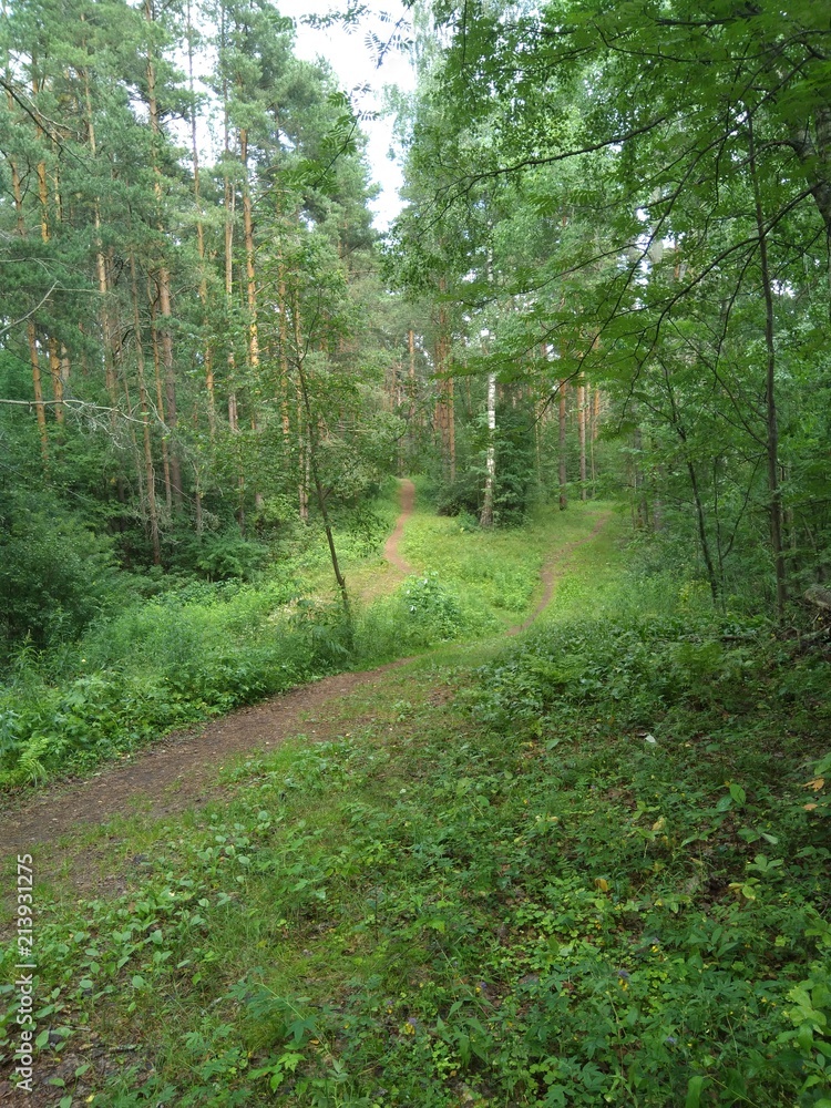 Obraz premium forest