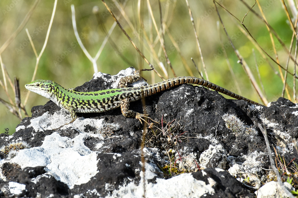 Fototapeta premium Eidechse
