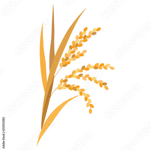 Rice plant isolated on white background