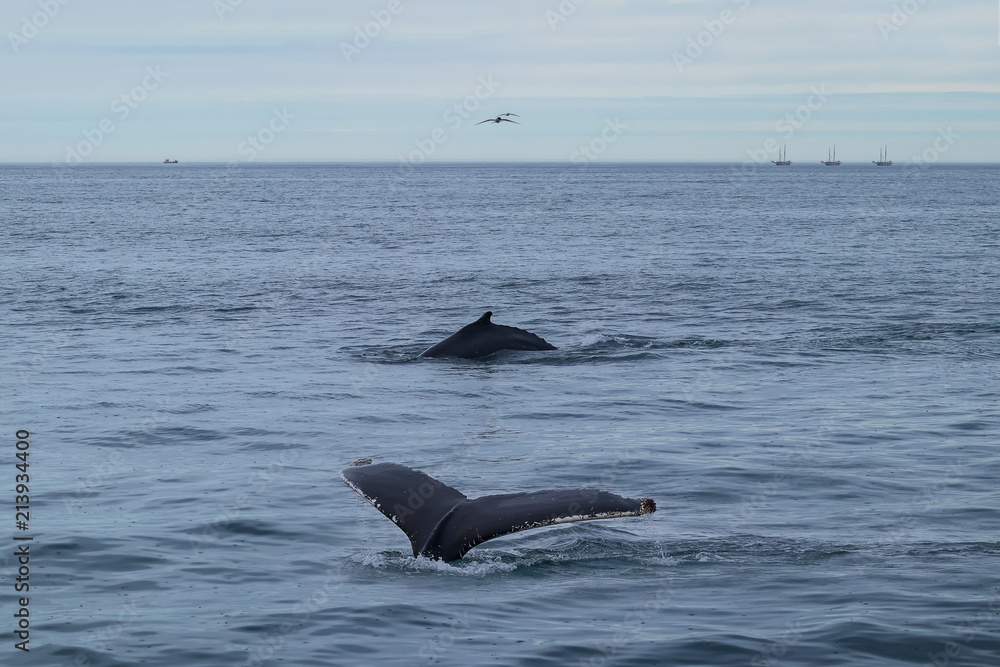 Fototapeta premium Whale Watching - Walbeobachtung