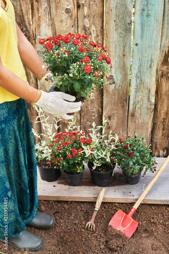 Girl wearing protective gloves holding a bush of red chrysanthemum ready to plant with wooden boards on the background