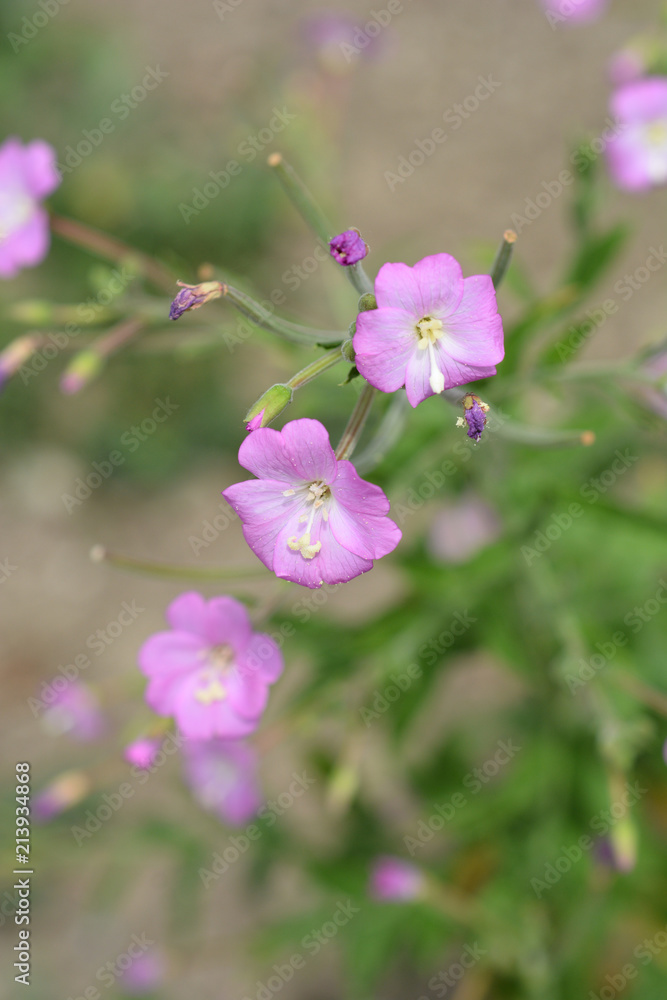 Obraz premium Great hairy willowherb