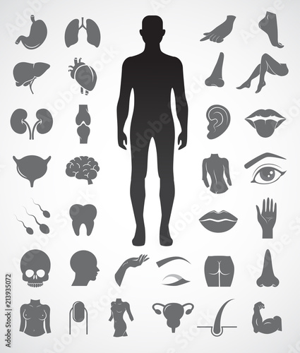 Collection of human anatomy icon set. Vector art.