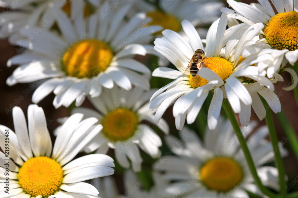 Fototapeta premium Macro shot of daisies.
