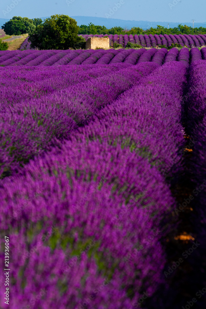 Fototapeta premium Lavander field
