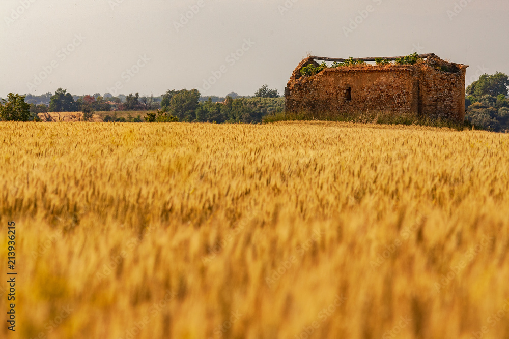 Fototapeta premium Grain field