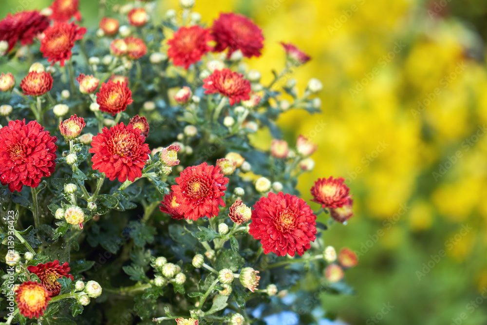 Red chrysanthemum flowers close-up with blurred yellow flowers on the background