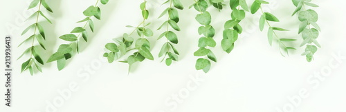 frame made of eucalyptus branches on white background. Flat lay  top view. copy space