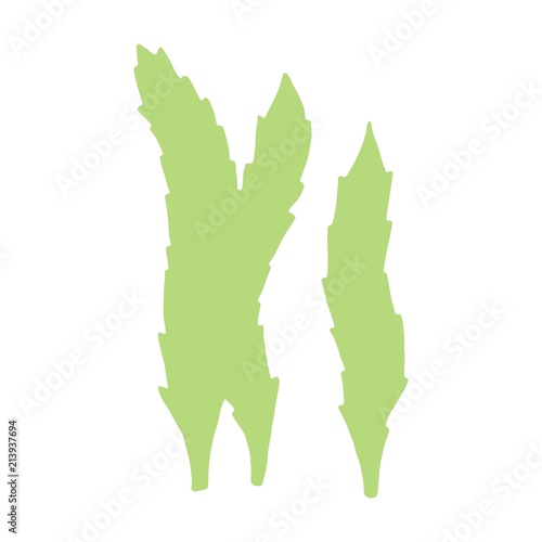 seaweed is isolated hand-made picture. on a white background. vector sea plant.