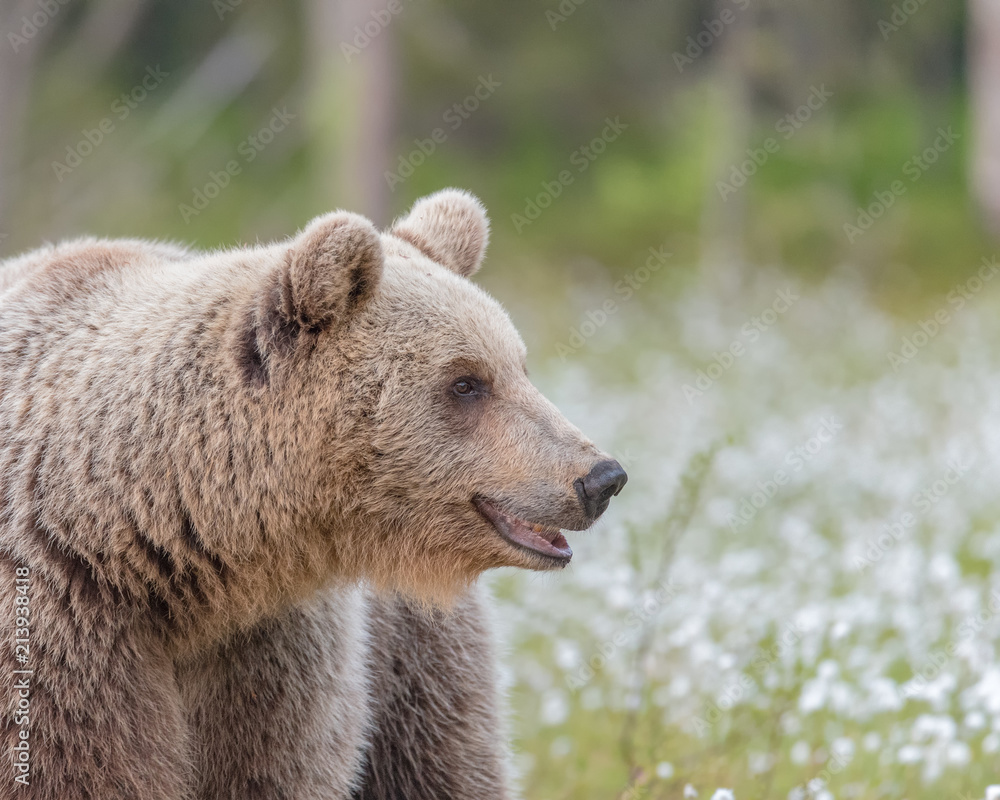 Fototapeta premium Brown bear (Ursus arctos) walking on a Finnish bog in the middle of the cotton grass