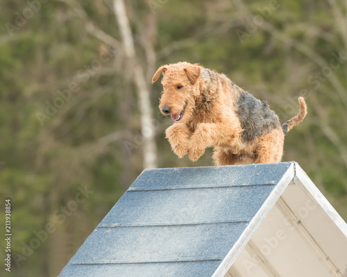 Obraz na plátně Airedale Terrier climbs over an a-frame in agility competition